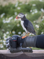 FEATURE - Papageientaucher hat Fotokamera beschlagnahmt
