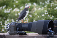 FEATURE - Papageientaucher hat Fotokamera beschlagnahmt