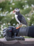 FEATURE - Papageientaucher hat Fotokamera beschlagnahmt