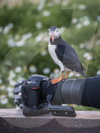 FEATURE - Papageientaucher hat Fotokamera beschlagnahmt