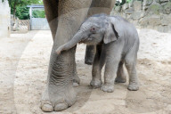 FEATURE - Erst einen Tag alt: Das Elefantenbaby im Zoo Osnabrück