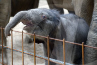 FEATURE - Erst einen Tag alt: Das Elefantenbaby im Zoo Osnabrück