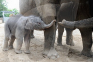 FEATURE - Erst einen Tag alt: Das Elefantenbaby im Zoo Osnabrück