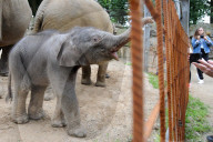 FEATURE - Erst einen Tag alt: Das Elefantenbaby im Zoo Osnabrück
