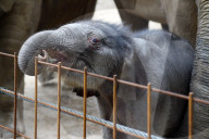FEATURE - Erst einen Tag alt: Das Elefantenbaby im Zoo Osnabrück