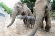 FEATURE - Erst einen Tag alt: Das Elefantenbaby im Zoo Osnabrück