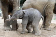 FEATURE - Erst einen Tag alt: Das Elefantenbaby im Zoo Osnabrück