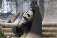 NEWS - Merkel und Xi im Panda Garden im Zoo Berlin