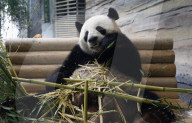 NEWS - Merkel und Xi im Panda Garden im Zoo Berlin