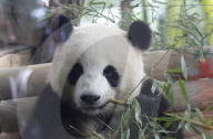 NEWS - Merkel und Xi im Panda Garden im Zoo Berlin
