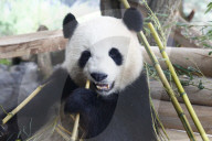 NEWS - Merkel und Xi im Panda Garden im Zoo Berlin