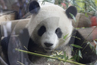 NEWS - Merkel und Xi im Panda Garden im Zoo Berlin