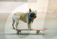 FEATURE - Der rollbrettfahrende Hund