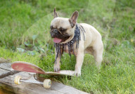FEATURE - Der rollbrettfahrende Hund