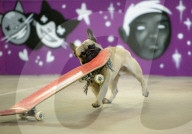 FEATURE - Der rollbrettfahrende Hund