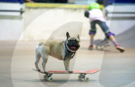 FEATURE - Der rollbrettfahrende Hund