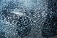 FEATURE - Auf Tauchstation mit dem Fischschwarm