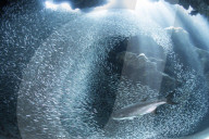 FEATURE - Auf Tauchstation mit dem Fischschwarm