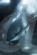 FEATURE - Auf Tauchstation mit dem Fischschwarm