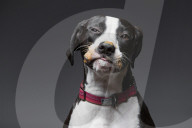 FEATURE - Hunde schlecken Erdnussbutter