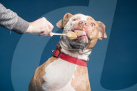 FEATURE - Hunde schlecken Erdnussbutter
