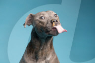 FEATURE - Hunde schlecken Erdnussbutter