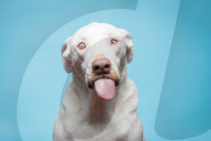 FEATURE - Hunde schlecken Erdnussbutter