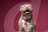 FEATURE - Hunde schlecken Erdnussbutter