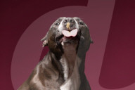 FEATURE - Hunde schlecken Erdnussbutter