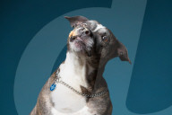 FEATURE - Hunde schlecken Erdnussbutter