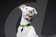 FEATURE - Hunde schlecken Erdnussbutter