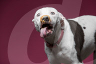 FEATURE - Hunde schlecken Erdnussbutter
