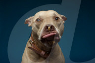 FEATURE - Hunde schlecken Erdnussbutter