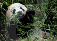 FEATURE - Pandabaerin Meng Meng frist ihr Gehege kahl