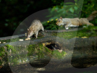 FEATURE - Die Tiere vom Central Park
