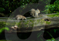 FEATURE - Die Tiere vom Central Park
