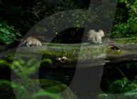 FEATURE - Die Tiere vom Central Park