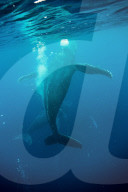 FEATURE - Buckelwale in Tonga 