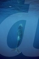 FEATURE - Buckelwale in Tonga 