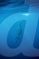 FEATURE - Buckelwale in Tonga 