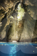 FEATURE - Buckelwale in Tonga 