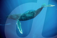 FEATURE - Buckelwale in Tonga 