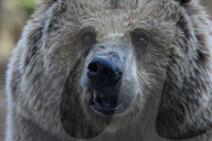 FEATURE - Madrid: Mitteilsame Braunbären im Zoo
