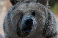 FEATURE - Madrid: Mitteilsame Braunbären im Zoo
