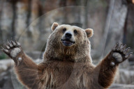 FEATURE - Madrid: Mitteilsame Braunbären im Zoo