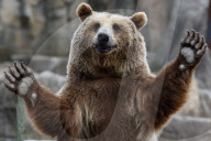 FEATURE - Madrid: Mitteilsame Braunbären im Zoo