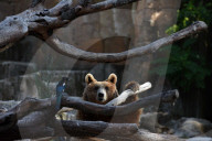 FEATURE - Madrid: Mitteilsame Braunbären im Zoo