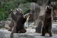 FEATURE - Madrid: Mitteilsame Braunbären im Zoo