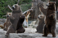FEATURE - Madrid: Mitteilsame Braunbären im Zoo