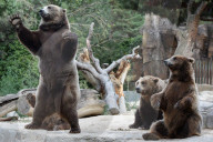 FEATURE - Madrid: Mitteilsame Braunbären im Zoo